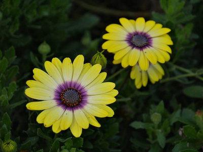 季节 春天 黛西 花瓣 特写镜头 纹理 颜色 花园 植物