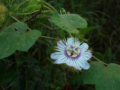 颜色 纹理 植物区系 花的 盛开 季节 花园 西番莲 夏天