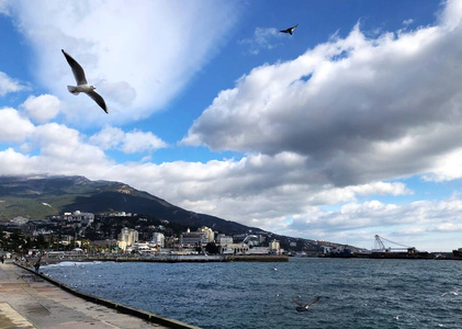 绘画 路堤 海滨 全景图 空气 野生动物 假期 环境 羽毛