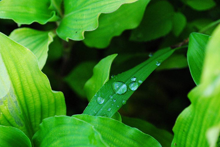 春天 生活 纹理 环境 露水 液滴 植物 特写镜头 植物区系