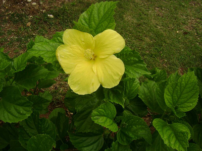 自然 花园 开花 花瓣 夏天 特写镜头 花的 颜色 花束