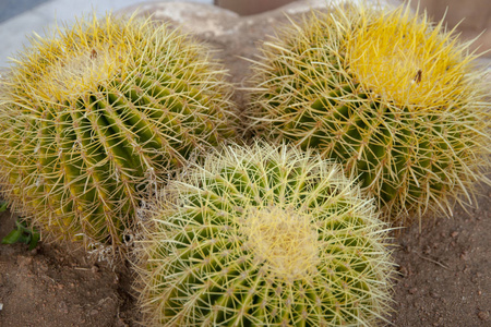 自然 美丽的 沙漠 植物区系 植物学 纹理 仙人掌 花园