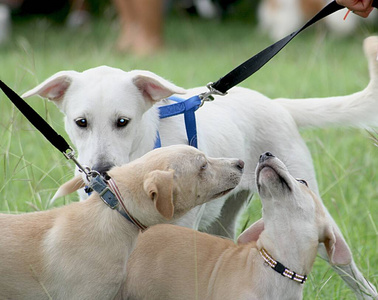 可爱极了 宠物 繁殖 毛皮 肖像 插图 美丽的 犬科动物