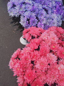 植物区系 特写镜头 花的 紫色 颜色 植物 女人 自然 美女