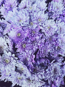 颜色 夏天 纹理 紫色 花的 植物 植物区系 春天 美丽的