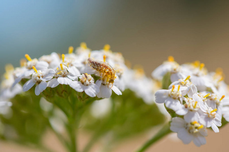 花蜜 植物 动物 季节 颜色 花的 缺陷 开花 昆虫 花粉