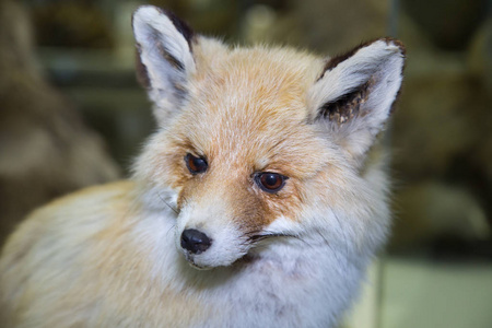 眼睛 狐狸 农事 特写镜头 动物 啮齿动物 面对 夏天 肖像