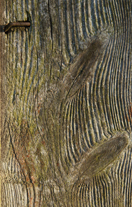 复古的 纹理 硬木 面板 木材 木板 古老的 地板 材料