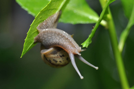 苔藓 可爱的 生活 土地 有趣的 食物 插图 森林 无脊椎动物