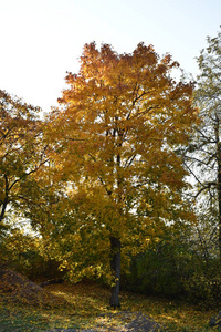 美丽的 木材 树叶 植物 秋天 分支 天空 十月 阳光 落下