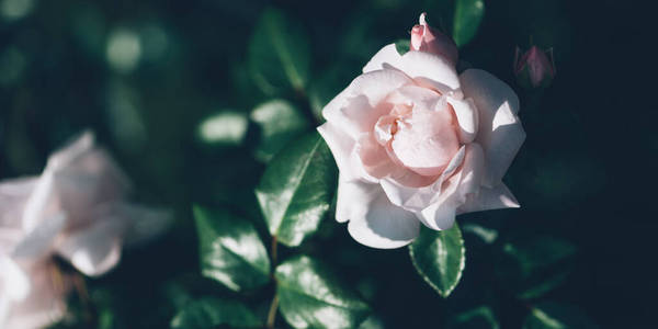 花园浅粉色玫瑰