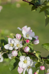 蜂蜜 昆虫 蜜蜂 植物 颜色 天空 樱桃 苹果 自然 花园