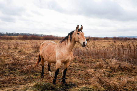 国家 风景 草地 鬃毛 夏天 繁殖 冰岛 种马 动物 吸引