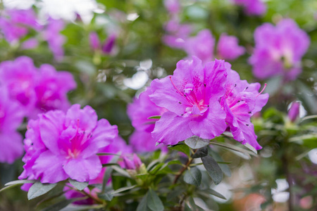 花的 美丽的 自然 花瓣 杜鹃花 季节 夏天 颜色 植物区系