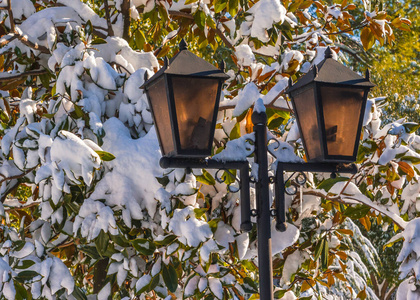 公园里一棵雪树上的旧灯笼图片