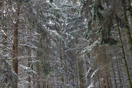 寒冷的 公园 木材 美丽的 风景 季节 冬天 森林 自然