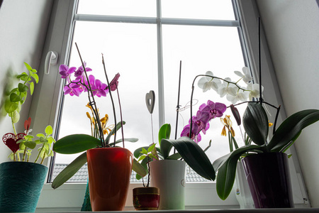 照顾 房间 玻璃 浇水 花盆 园艺 窗台 植物区系 开花