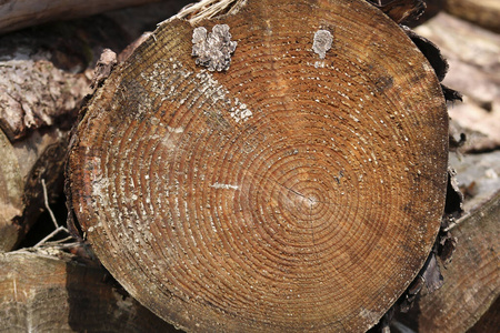 自然 日志 树干 原木 森林 树皮 纹理 木材 行业 戒指