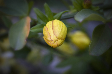 春天 植物区系 花瓣 盛开 花园 季节 植物 开花 植物学