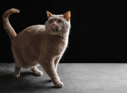 毛皮 特写镜头 猫科动物 演播室 繁殖 漂亮的 短发 小猫