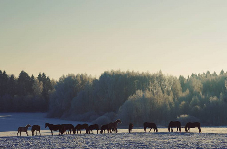 农事 奶牛 冬天 领域 天空 自然 农场 牧场 动物 哺乳动物
