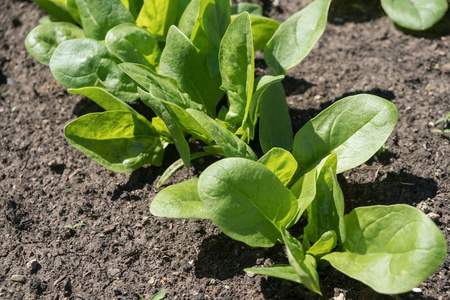 环境 土地 新的 蔬菜 季节 成长 种植 春天 过程 照顾