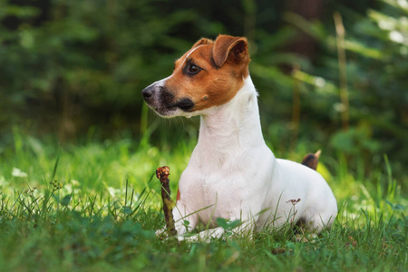 小猎犬趴在草地上，小猎犬拿着她的小爪子看着草地