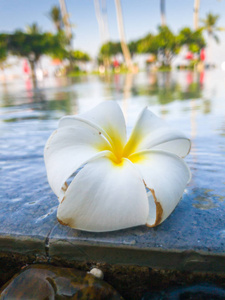 游泳池边上热带鸡蛋花的特写图片