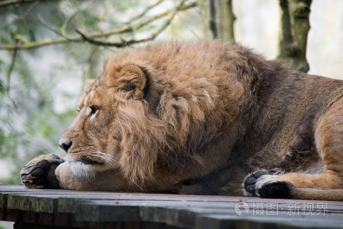 食肉动物 特写镜头 幼兽 危险的 肖像 狮子座 面对 狮子