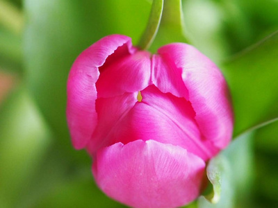 招呼 季节 卡片 桌子 花束 花的 自然 粉红色 庆祝 特写镜头