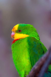 可爱的 动物 动物群 羽毛 鸟类学 自然 长尾鹦鹉 鹦鹉