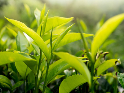绿茶的特写图片