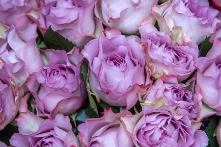 植物学 玫瑰 纹理 自然 颜色 植物 激情 浪漫 春天 婚礼