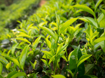 斯里兰卡茶树丛中顶部绿叶的特写照片照片