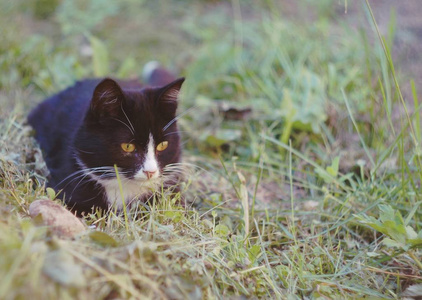 宝贝 毛皮 哺乳动物 斑猫 可爱的 猫科动物 动物 宠物