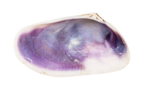 海螺 双壳类 紫色 紫罗兰 贝壳 珍珠层 贝类 旋塞 动物