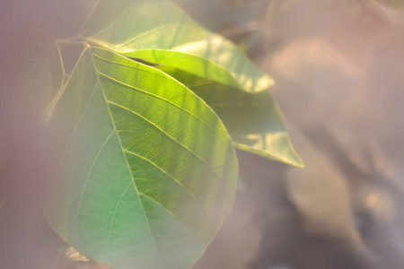 绿色植物 热带 植物学 复古的 艺术 生态学 花园 丛林