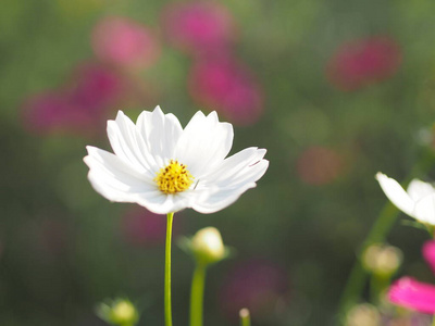 季节 宇宙 紫色 花园 花的 草地 植物学 花瓣 植物 领域