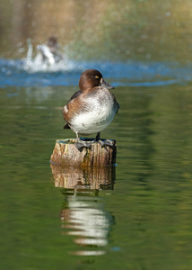休息 眼睛 欧洲 站立 动物群 鸭子 自然 沐浴 肖像 野生动物