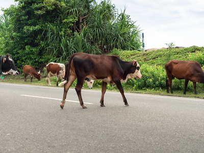 印度牛群穿过汽车路的图片图片