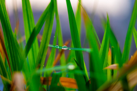 美丽的 草地 特写镜头 植物 春天 花园 颜色 季节 阳光