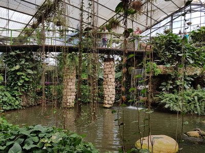 美丽的 植物 池塘 风景 沼泽 环境 春天 反射 夏天 自然