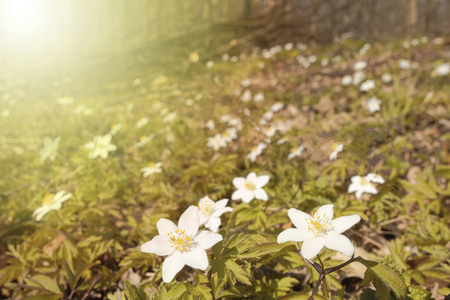 季节 太阳 花的 自然 植物区系 银莲花 盛开 草地 领域