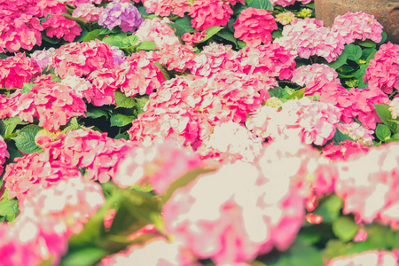 夏天 花园 公园 植物学 春天 粉红色 园艺 植物 花束