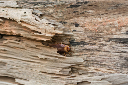 昆虫 令人毛骨悚然 健康 死亡 天线 颜色 身体 木材 卫生