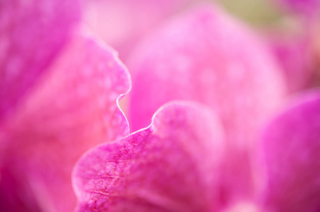 花束 植物区系 紫色 美女 美丽的 盛开 粉红色 开花 玫瑰