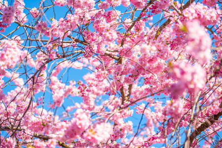 夏天 花的 美女 粉红色 四月 花园 分支 天空 樱花 植物学