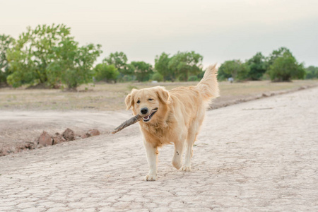 猎犬 匈牙利语 指针 动物 可爱极了 自然 美丽的 粘贴