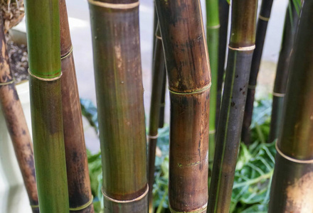 开花 春天 美丽的 植物 花园 特写镜头 颜色 自然 美女