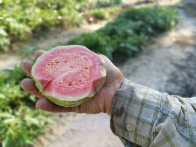 夏天 特写镜头 颜色 树叶 甜的 热带 水果 维生素 花园